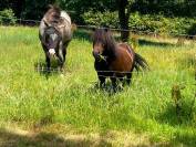Snoopy, mini-Shetland de 20 ans et Voltige 17 ans