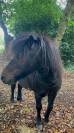Snoopy, mini-Shetland de 20 ans et Voltige 17 ans