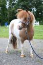 Plusieurs poneys miniatures