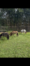 Plusieurs poneys miniatures