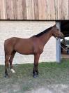  **&Agrave; VENDRE &ndash; Hongre Selle Fran&ccedil;ais de 6 ans 