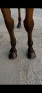  **&Agrave; VENDRE &ndash; Hongre Selle Fran&ccedil;ais de 6 ans 