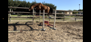 **&Agrave; VENDRE &ndash; Hongre Selle Fran&ccedil;ais de 6 ans 