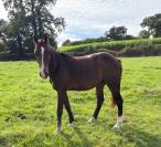 Hongre de 2 ans &agrave; vendre