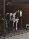 Poney de CSO 9 ans