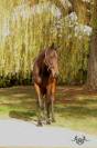 Plusieurs chevaux r&eacute;form&eacute;s &agrave; vendre 