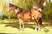 Plusieurs chevaux r&eacute;form&eacute;s &agrave; vendre 