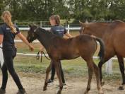Poney Welsh Part-Bred 