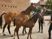 Poney Welsh Part-Bred 