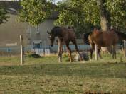Poney Welsh Part-Bred 