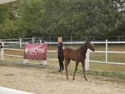 Poney Welsh Part-Bred 