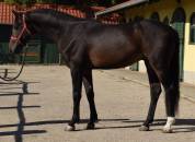 3 years old Stallion by Zinelord VDL x Kannan