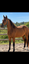 Ponette 3 ans pour sport 