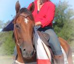La m&eacute;thode &eacute;quine Imp&eacute;riale vous pr&eacute;sente les chevaux..