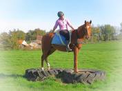 La m&eacute;thode &eacute;quine Imp&eacute;riale vous pr&eacute;sente les chevaux..