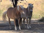 Alina et Isalyne: Une paire parfaite d'Haflinger