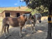 Alina et Isalyne: Une paire parfaite d'Haflinger