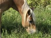 Alina et Isalyne: Une paire parfaite d'Haflinger