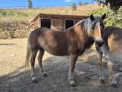 Alina et Isalyne: Une paire parfaite d'Haflinger