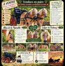 Alina et Isalyne: Une paire parfaite d'Haflinger