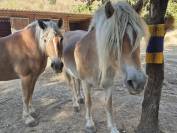 Alina et Isalyne: Une paire parfaite d'Haflinger