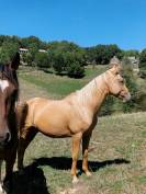 Hongre AES 2024 palomino 