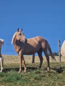 Hongre AES 2024 palomino 