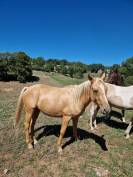 Hongre AES 2024 palomino 