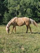 Hongre AES 2024 palomino 