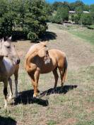 Hongre AES 2024 palomino 