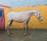 ESPECIALES YEGUAS Y SEMENTAL PRE