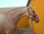 ESPECIALES YEGUAS Y SEMENTAL PRE