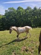 Poulain m&acirc;le AES 2025 ( AES x akhal teke)
