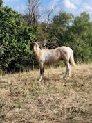 Poulain m&acirc;le AES 2025 ( AES x akhal teke)