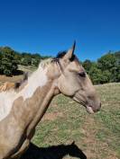 Poulain m&acirc;le AES 2025 ( AES x akhal teke)