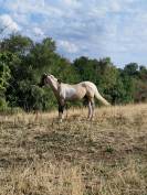 Poulain m&acirc;le AES 2025 ( AES x akhal teke)