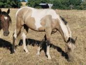Poulain m&acirc;le AES 2025 ( AES x akhal teke)