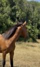 Poulain Royal Belgian Palomino 