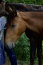 Poulain Royal Belgian Palomino 