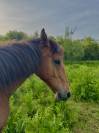 Poulain Royal Belgian Palomino 