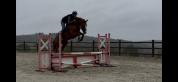 Superbe jument prometteuse en cso et cce  