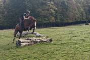Superbe jument prometteuse en cso et cce  