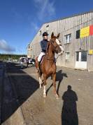 Superbe jument prometteuse en cso et cce  