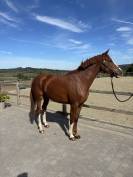 Superbe jument prometteuse en cso et cce  