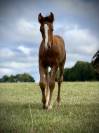 Poulain loisir 