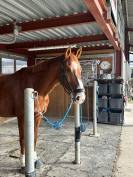 Cheval de sport 