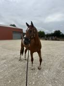 Cheval de sport 
