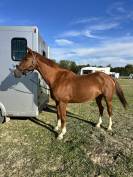 Cheval de sport 