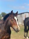 Poulain Welsh Part Bred
