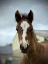 Poulain Welsh Part Bred